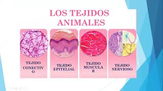 Repaso de Histología vegetal y animal  5to de Secundaria [upl. by Htomit]