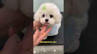 Do you like this version of the Bichon Frize The Bichon Frize is a Koreanstyle Bichon Frize with [upl. by Giarc]