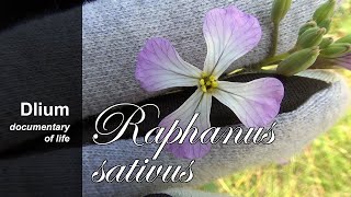 Radish Raphanus sativus  part 1 [upl. by Storer]