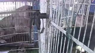 西藏獒犬和獅虎獸在互凶  Tibetan mastiff VS Liger [upl. by Milissent86]