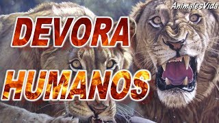 HISTORIA TRAS LOS LEONES DE TSAVO [upl. by Ruhtracm]