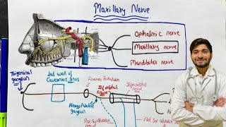 Maxillary Nerve Anatomy [upl. by Ivett]