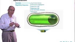 Sporulation in Bacillus subtilis [upl. by Woodhead]