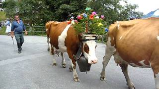 Swiss Cows with their Giant Bells Lead the Parade in Murren  Aug 2011 [upl. by Reilamag]