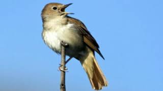 ♫ Ruiseñor Europeo  Luscinia Megarhynchos  Nightingale ஜ [upl. by Hpotsirhc]