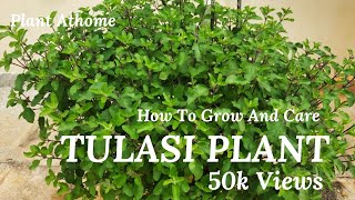 How To Care Celosia Plant To Produce More Flowers [upl. by Yekram]