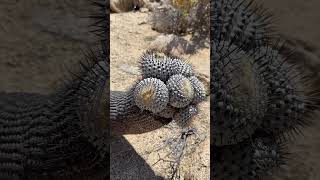 Cuantos años le ponen a esta Copiapoa cactus 🤯 [upl. by Nilra]