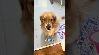 A saga da Bethânia continua ☝🏻😂 goldenretriever pets cachorro dogs retriever pets humor [upl. by Katha]