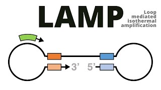 Loop mediated isothermal amplification LAMP protocol explained [upl. by Lewanna698]