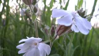 White Campion Silene latifolia  20130606 [upl. by Reiko]