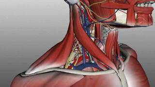 Neck Anatomy  Organisation of the Neck  Part 2 [upl. by Mohorva]