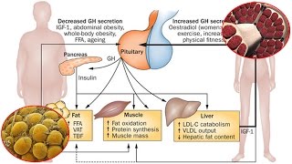 GH e composizione corporea [upl. by Roach]