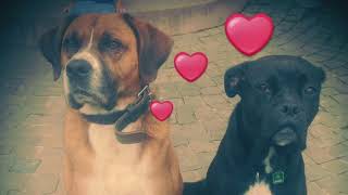 Luna and Louis family dog healthy loyal quiet and lovely Boxer Labrador Mix impressions [upl. by Riella]