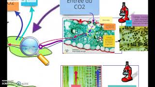 Bilan  la nutrition des végétaux SVT cycle 4 [upl. by Junko]