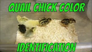 Quail Chick Color Identification [upl. by Nnair538]