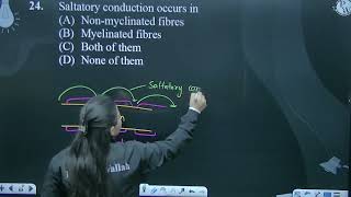 Saltatory conduction occurs in [upl. by Philippe]