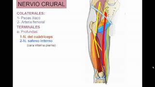 INERVACION DE MIEMBRO INFERIOR 4 [upl. by Maeve]