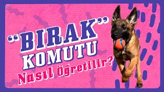 Tüm Detaylarıyla “Bırak” Komutu Nasıl Öğretilir [upl. by Kimball942]