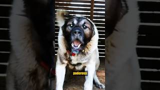 ¡Kangal Turco vs Lobo kangalturco vs lobo animalessalvajes [upl. by Gosnell]