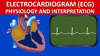 Circulation electrocardiogram ECG physiology and interpretation [upl. by Terces834]