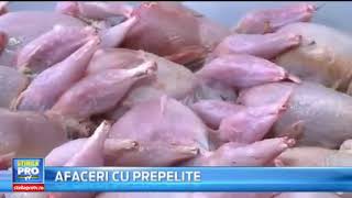 Ferma oua carne de prepelita producator export prepelite en gros [upl. by Gneh558]