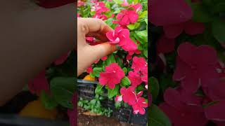 Billa ganneru gardening garden health contentcreator [upl. by Yliah522]