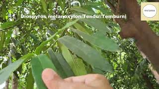 Diospyros melanoxylonTenduTemburniEast Indian ebonyIndian forest tree [upl. by Aramoix234]