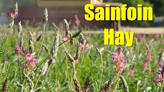 Sainfoin The Best Hay Youve Never Heard Of [upl. by Neneek105]