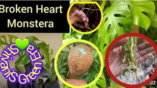 💚HOW TO GET BIGFLOWERSSEAWEED FOR Broken Heart PLANT IN BOTTLE WINTERSgardening Swiss Cheese [upl. by Ayatnohs590]