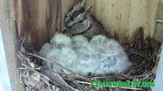 baby owls  screech owl owlets in nest box  CTnaturalist [upl. by Esirehc]