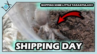 Shipping TARANTULAS To Subscriber TODAY【Tarantula Shipping】 [upl. by Nuzzi403]