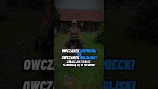 🐺 Owczarek belgijski vs owczarek niemiecki  jak trenują malinois germanshepherd szkoleniepsow [upl. by Ainelec986]