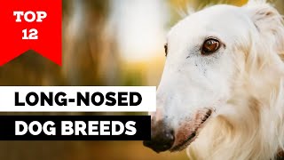 12 LongNosed Dog Breeds That Will Steal Your Heart [upl. by Wonacott]