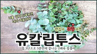 4K 유칼립투스로 3분만에 끝나는 2배속 교회꽃꽂이 How to arranging simple Church flower  산돌교회 [upl. by Attegroeg]