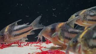 鼠博館：鼠魚寫真影片超級二線鼠 Corydoras sp super parallelus [upl. by Nail]