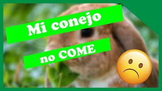 Porque MI CONEJO NO COME [upl. by Viviana110]