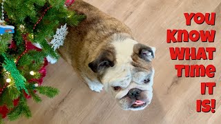 Reuben the Bulldog The Most Wonderful Time of the Year [upl. by Harvison]