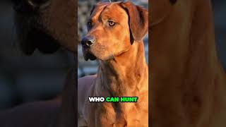 Rhodesian Ridgeback  Interesting Facts [upl. by Ailesor]