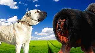 Kangal vs Tibetan Mastiff  Highlights [upl. by Thorr]