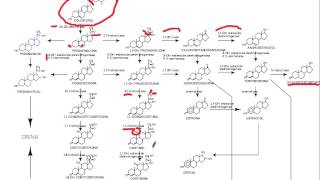 sintesis hormonas esteroideas [upl. by Eve]