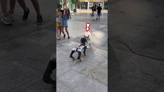 Real Dog vs Robot Dog shortsvideo [upl. by Ul]