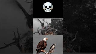 Peregrine falcon and bald eagle trending peregrinefalcon baldeagle ospreys birds animals [upl. by Urbano]