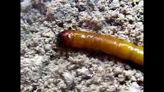 Elateridae larva [upl. by Dahraf]