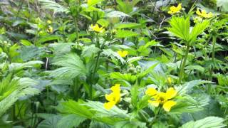 Wood Avens Geum urbanum  20120505 [upl. by Assille]