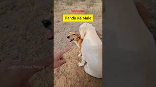 Kaalu Or Roxi  Panda Ke Pass Female dogfamily doglife streetdog labrador dog [upl. by Vanni]