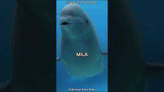 This CUTE Beluga Whale Saved This Divers Life [upl. by Eldreeda]