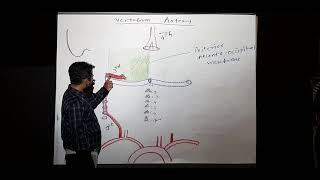 Suboccipital triangle  Lecture [upl. by Iatnwahs852]