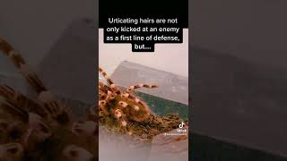 Tarantula kicking hairs amp facts spiders animalfacts bugs coolanimals nonprofit [upl. by Ikcim766]