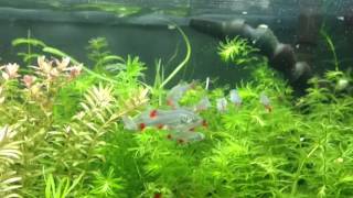 Bloodfin Tetras [upl. by Ecnerewal]