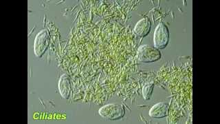 Algae mass cultivation grazers in action [upl. by Atsirhcal974]